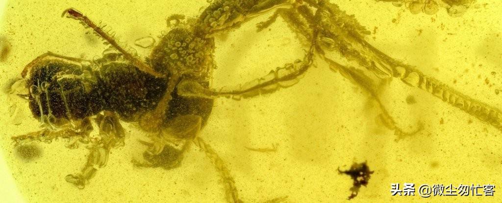 被困在琥珀中的史前“地狱蚂蚁”已经咬食了9900万年