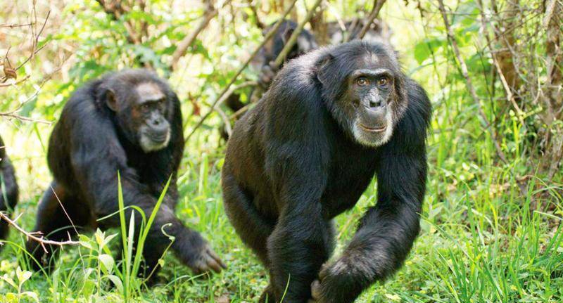 一只黑猩猩被专家当孩子养，差点把它变成人，与人类仅仅相差1.3%