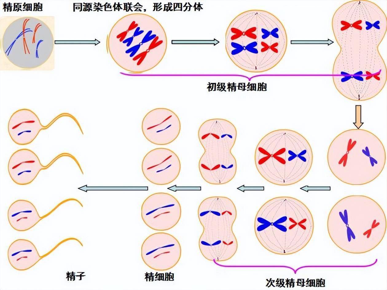 精子是怎样形成的？我国科学家研究出重磅成果，破解其中关键谜题