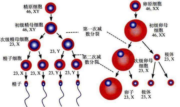 精子是怎样形成的？我国科学家研究出重磅成果，破解其中关键谜题