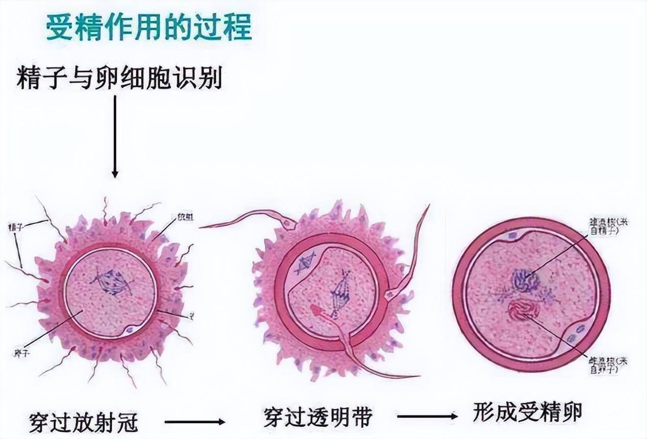 精子是怎样形成的？我国科学家研究出重磅成果，破解其中关键谜题