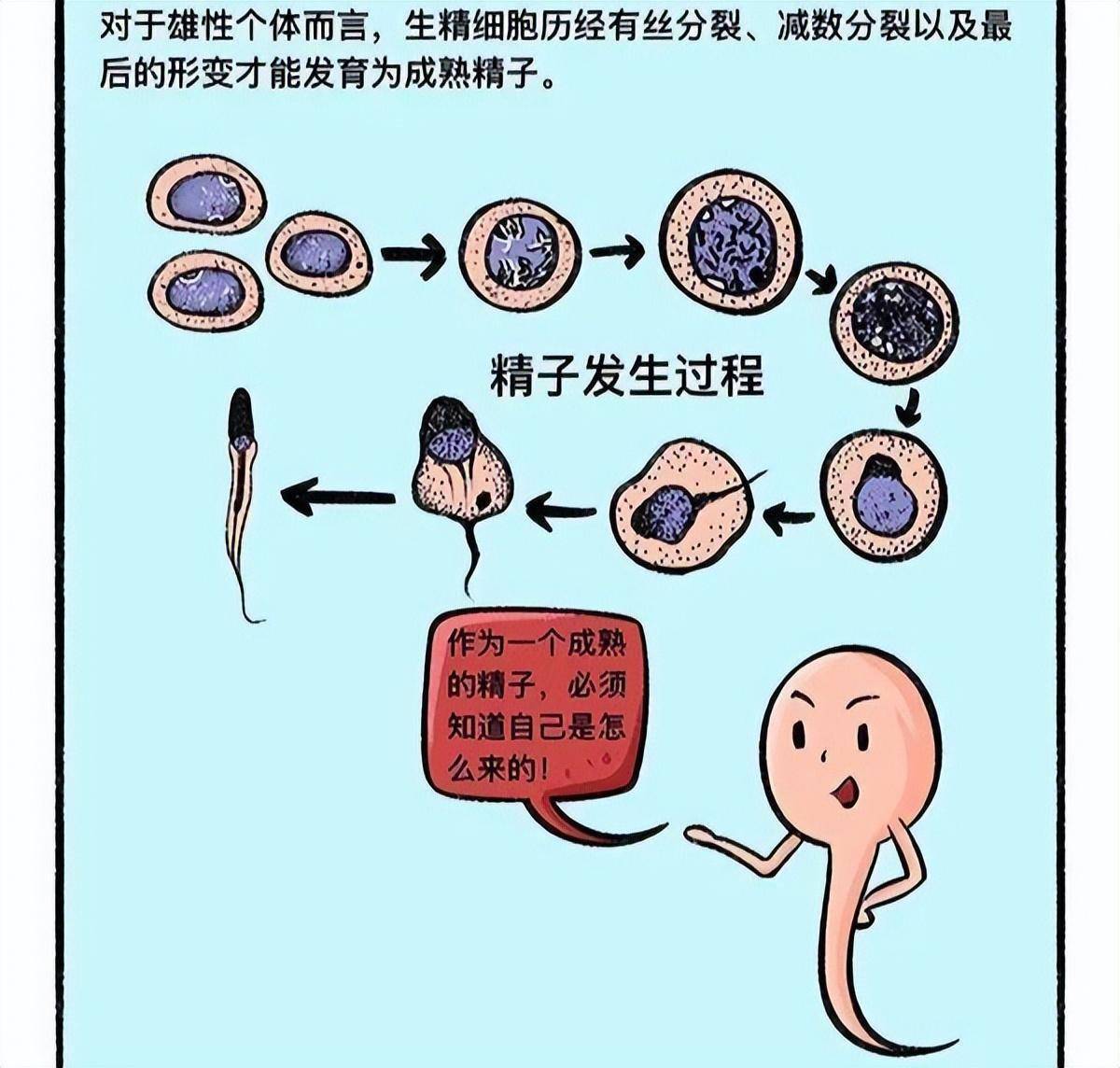 精子是怎样形成的？我国科学家研究出重磅成果，破解其中关键谜题