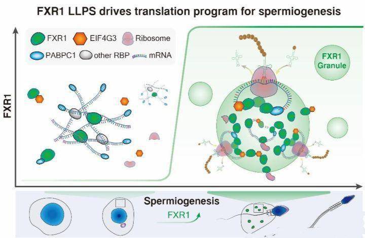 精子是怎样形成的？我国科学家研究出重磅成果，破解其中关键谜题