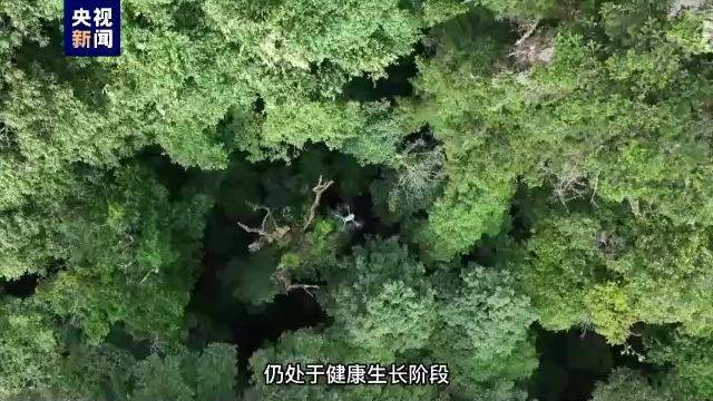 “中国第一高树”树龄380岁高下，仍处于健康孕育阶段