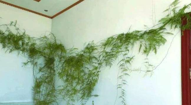 养文竹掌握3个方法，几年长到2米高，摆客厅就像“绿巨人”