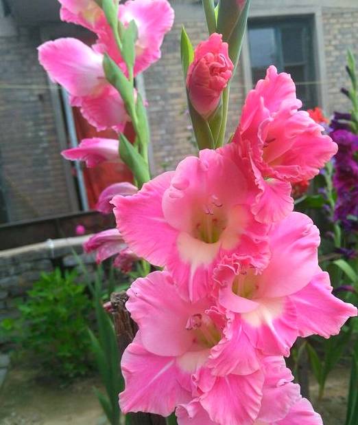 此“花”特容易养，不怕热不怕湿，花朵一开就是一大串，漂亮极了