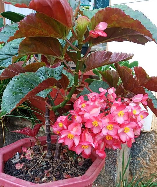 花期最长的盆栽，全年开花不停，花SE美丽，栽培容易，室内也能种