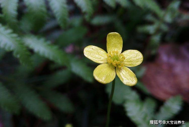 好运蠢蠢衣动，财运山雨衣来，8月迎喜事一波波的4大生肖！