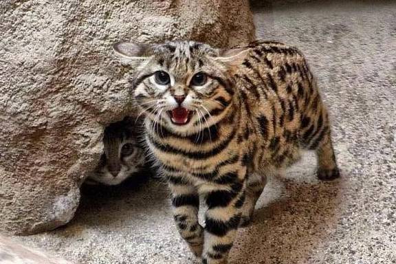 世界最小猫咪锈斑猫，能躲在一片叶子后面，简直是巴掌大的猫咪