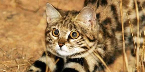 世界最小猫咪锈斑猫，能躲在一片叶子后面，简直是巴掌大的猫咪