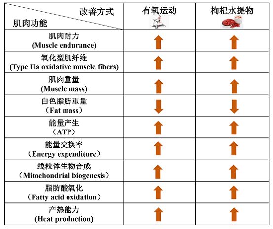 “保温杯里放枸杞”的科学依据来了！陈畅团队揭示枸杞坚筋骨的科学含义及机制